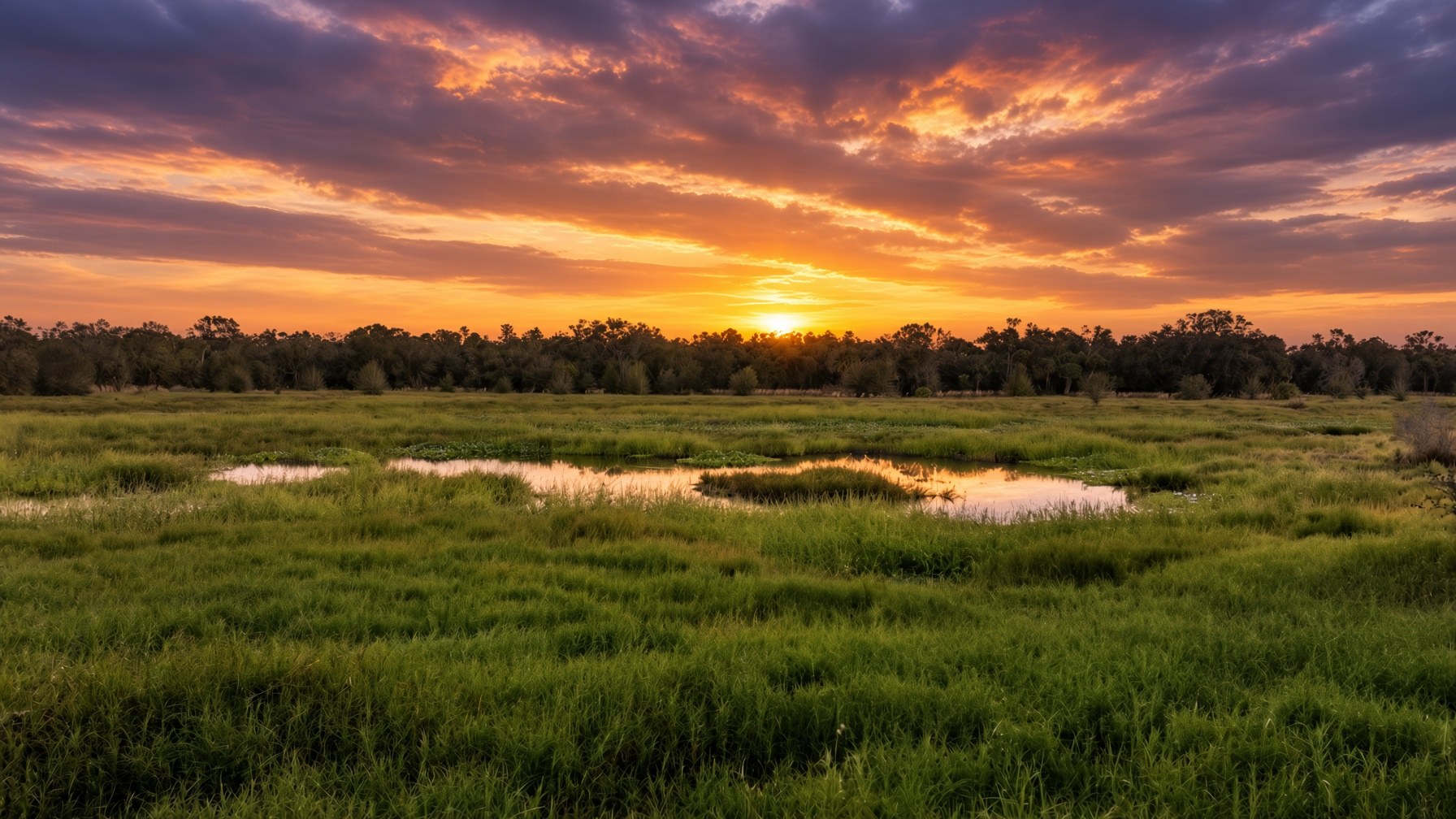 Southwest Florida marsh at sunset